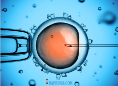 第一代试管婴儿(IVF-ET)